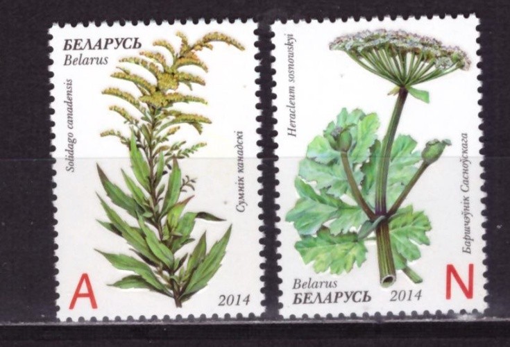 Беларусь, 2014. Растения 