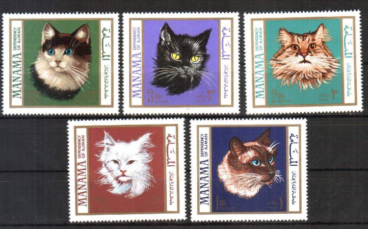 Манама, 1968. Фауна, кошки 