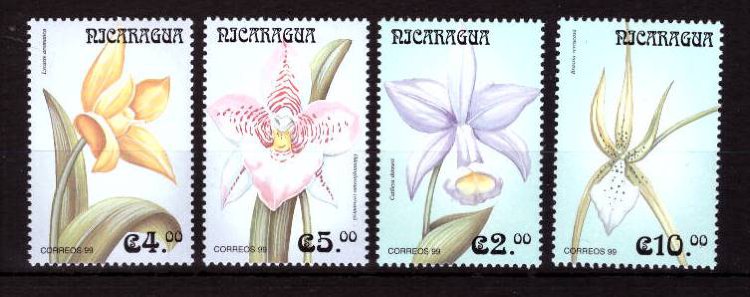 Никарагуа, 1999. Орхидеи