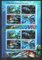 Невис, 2009. Морская фауна, рифовый кальмар (мл)