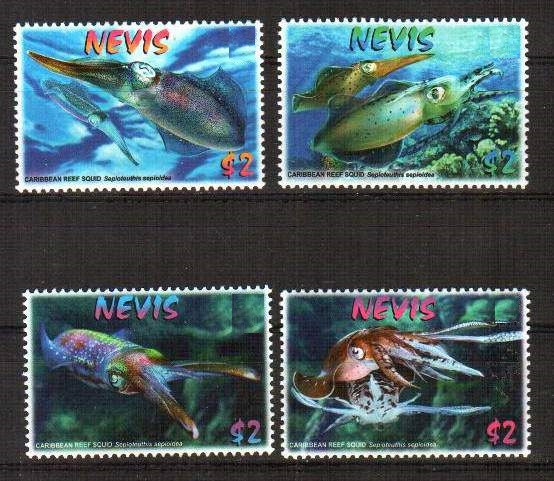 Невис, 2009. Морская фауна, рифовый кальмар 