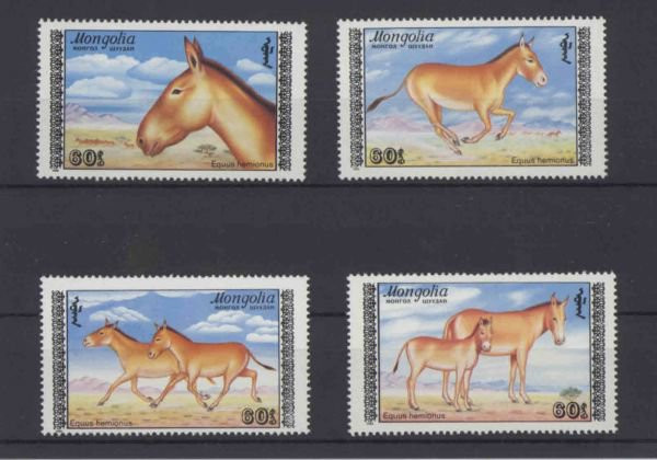 Монголия, 1988. Фауна, куланы