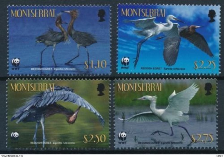 Монтсеррат, 2010. Птицы